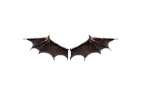 Small Wings of Satan